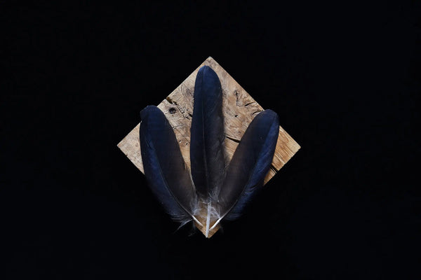 Foto von schwarzen Rabenfedern, 8 bis 12 cm