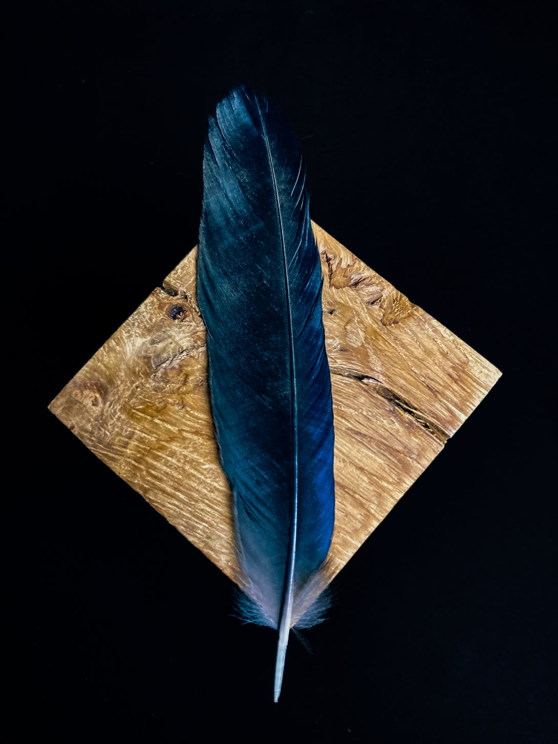 Foto von schwarzen Rabenfedern, 16 bis 20 cm