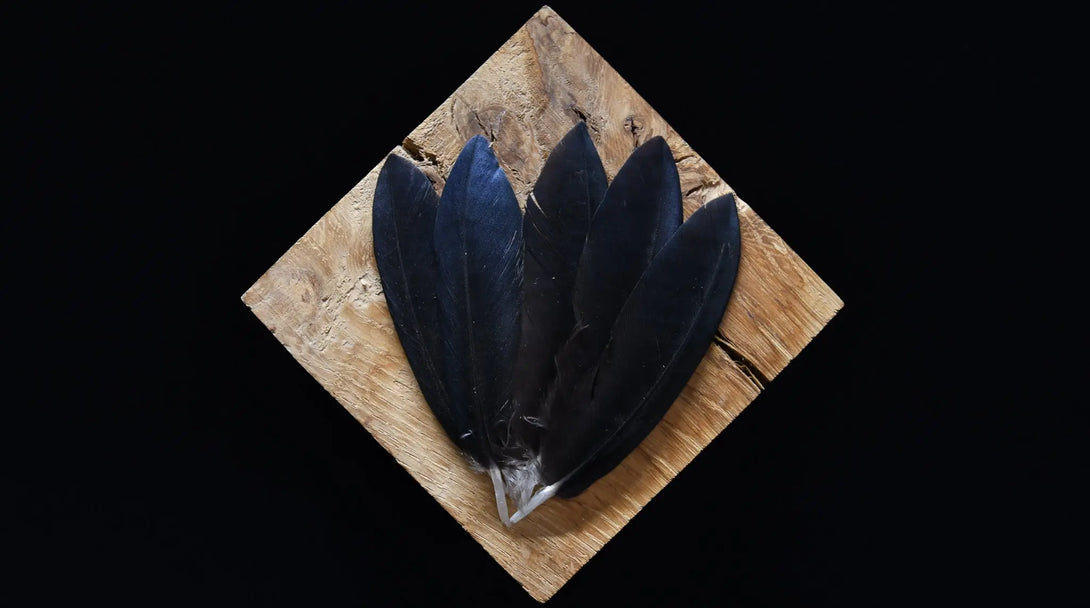 Foto von kleinen schwarzen Rabenfedern, 5 bis 8 cm
