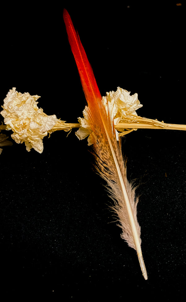 Foto von roten Goldfasanfedern 15 bis 20 cm