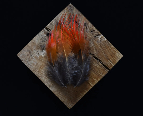 Foto von roten und orangefarbenen Goldfasanfedern, 5 bis 10 cm