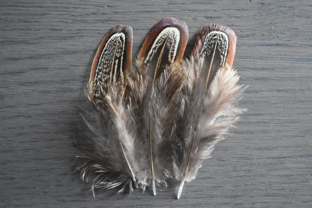 Foto von schokoladenfarbenen Jagdfasanfedern 5 bis 10 cm