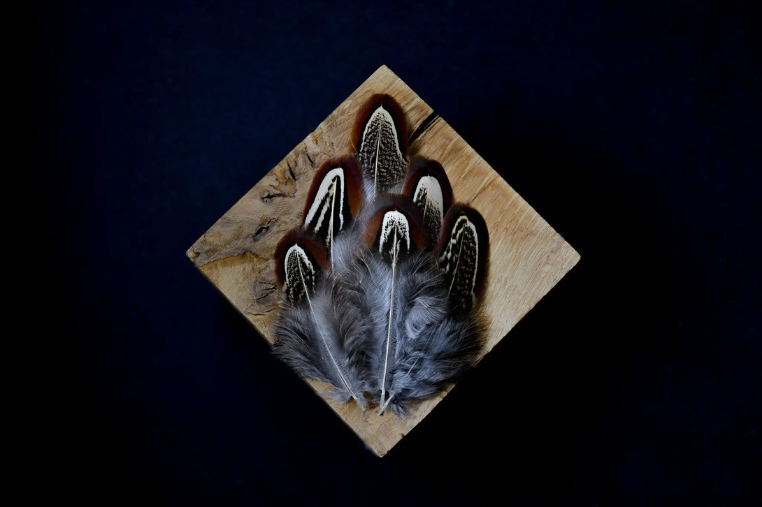 Foto von schokoladenfarbenen Jagdfasanfedern 5 bis 10 cm