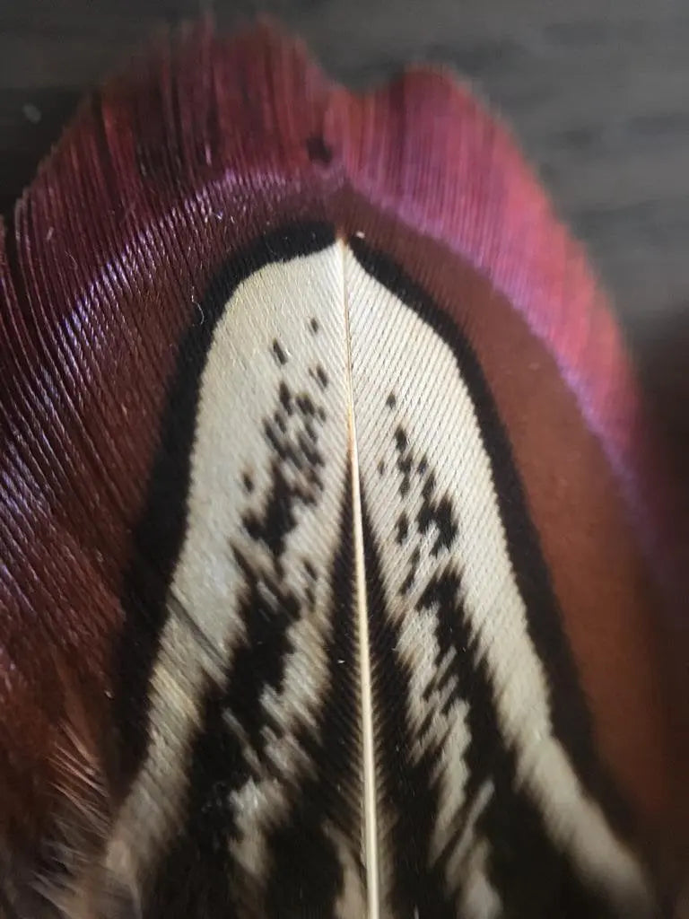 Foto von schokoladenfarbenen Jagdfasanfedern 5 bis 10 cm