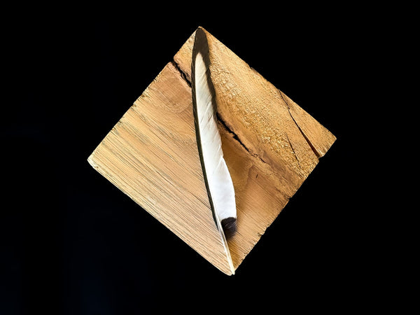 Schwarze und weiße Elsterfedern 11 bis 14 cm