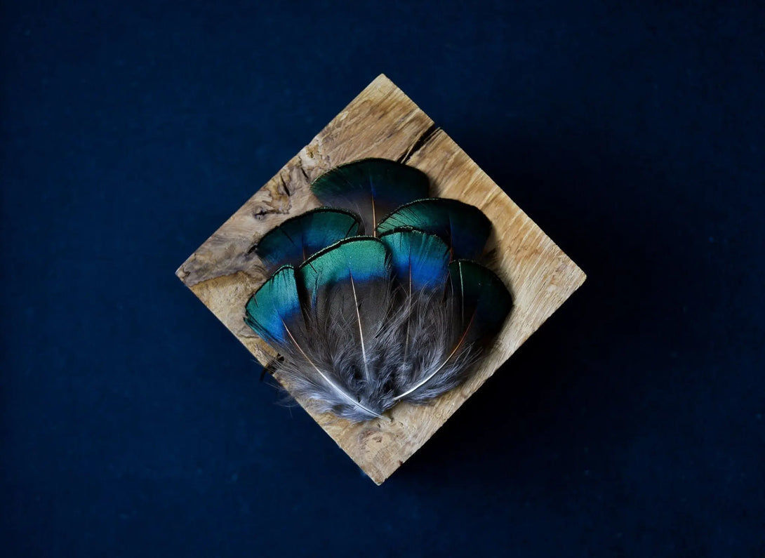 Foto von smaragdgrünen Lady Amherst Fasanfedern 5 bis 7 cm