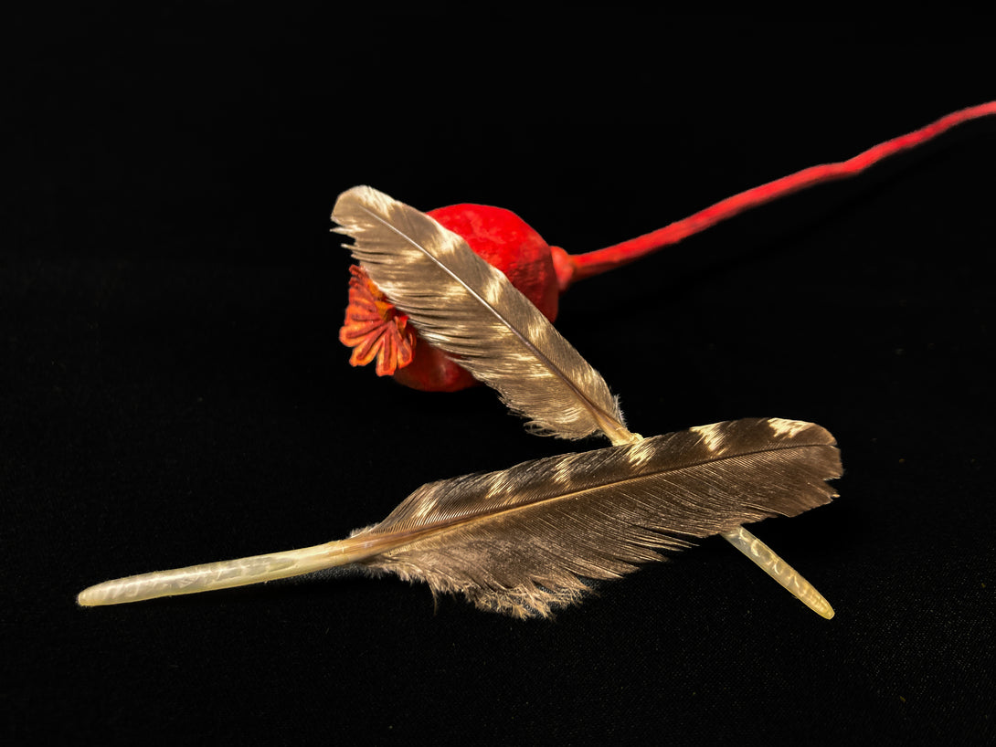 Foto von Schwanzfedern vom Wildtruthahn, 8 bis 11 cm