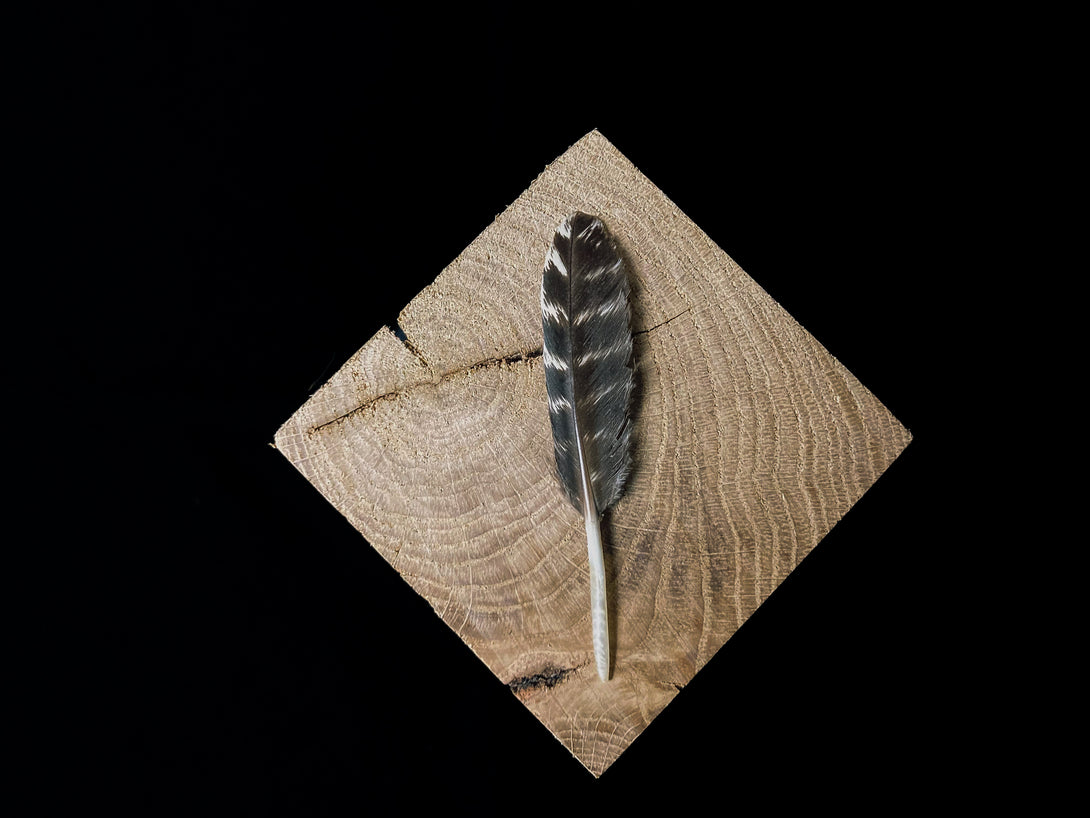 Foto von Schwanzfedern vom Wildtruthahn, 8 bis 11 cm