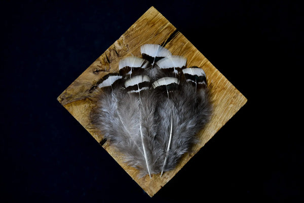 Foto von weißen und grauen Lady Amherst Fasanfedern 5 bis 10 cm