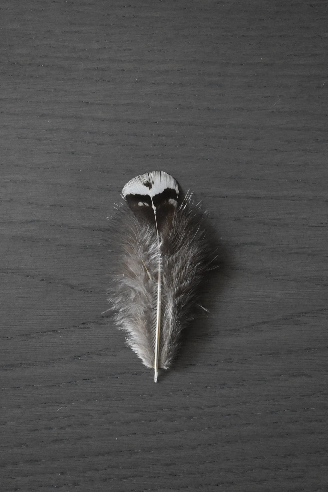 Foto von weißen und grauen Lady Amherst Fasanfedern 5 bis 10 cm