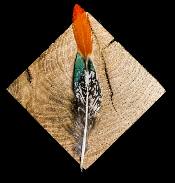 Foto von weißen und orangefarbenen Lady Amherst Fasanfedern 10 bis 15 cm