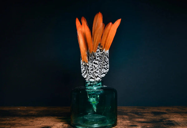 Foto von weißen und orangefarbenen Lady Amherst Fasanfedern 15 bis 20 cm