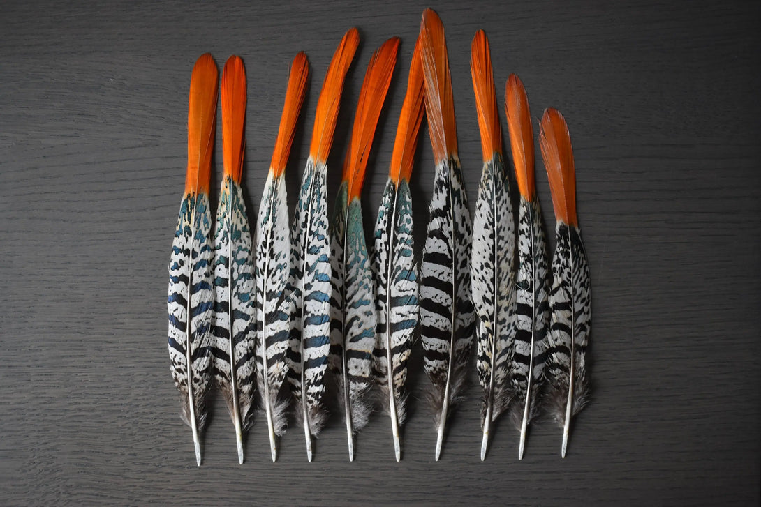 Foto von weißen und orangefarbenen Lady Amherst Fasanfedern 15 bis 20 cm