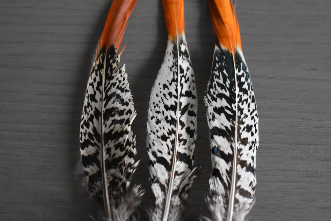 Foto von weißen und orangefarbenen Lady Amherst Fasanfedern 15 bis 20 cm