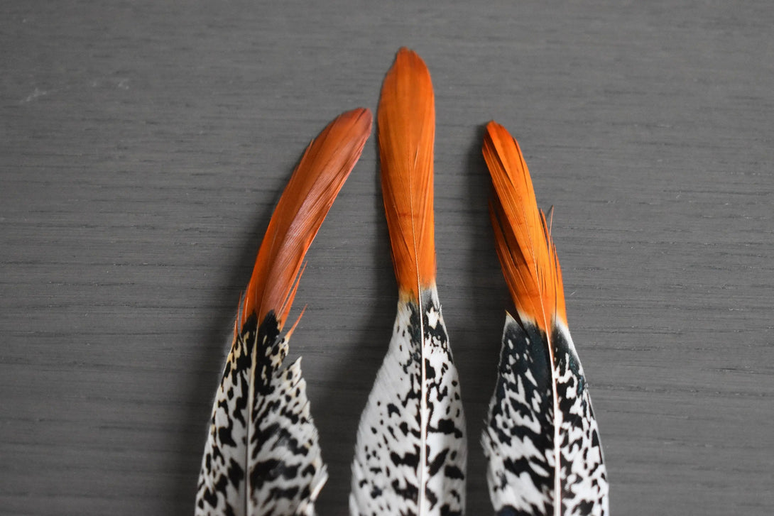 Foto von weißen und orangefarbenen Lady Amherst Fasanfedern 15 bis 20 cm