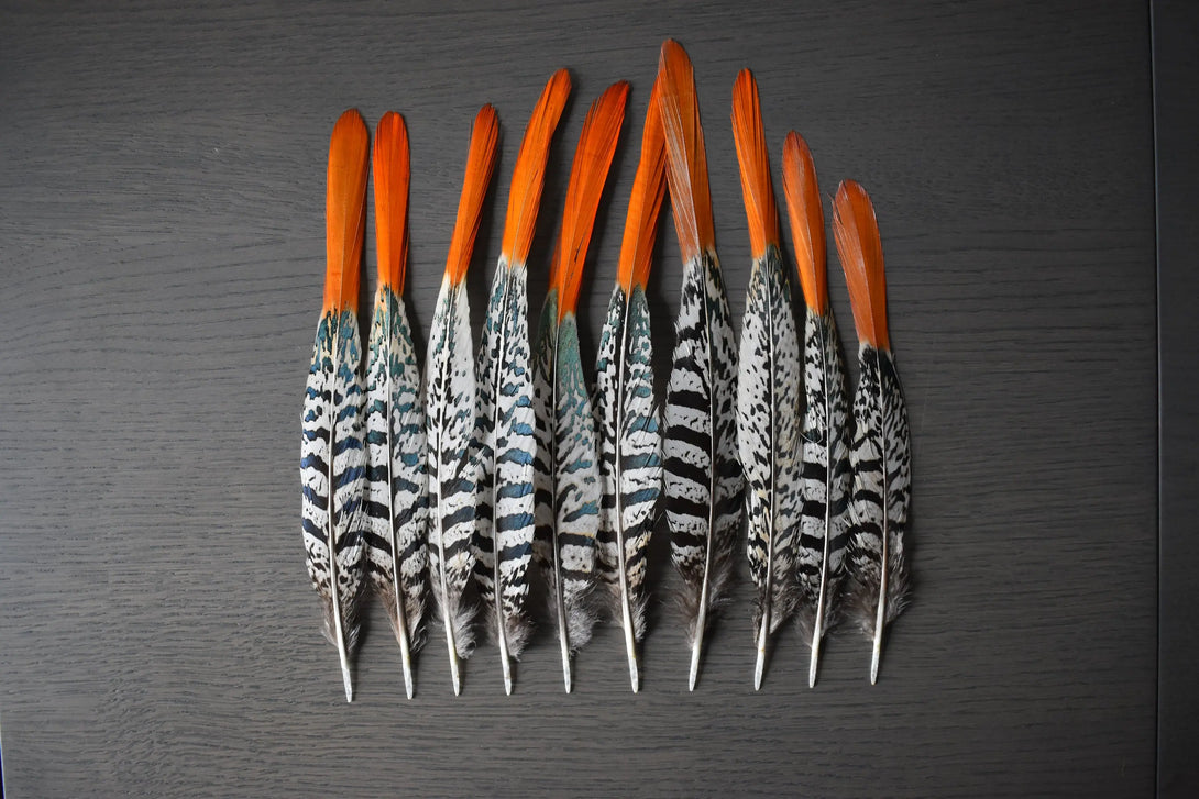 Foto von weißen und orangefarbenen Lady Amherst Fasanfedern 15 bis 20 cm