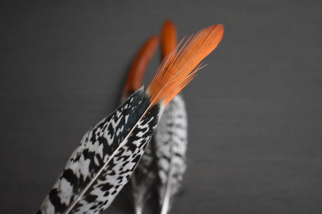 Foto von weißen und orangefarbenen Lady Amherst Fasanfedern 15 bis 20 cm