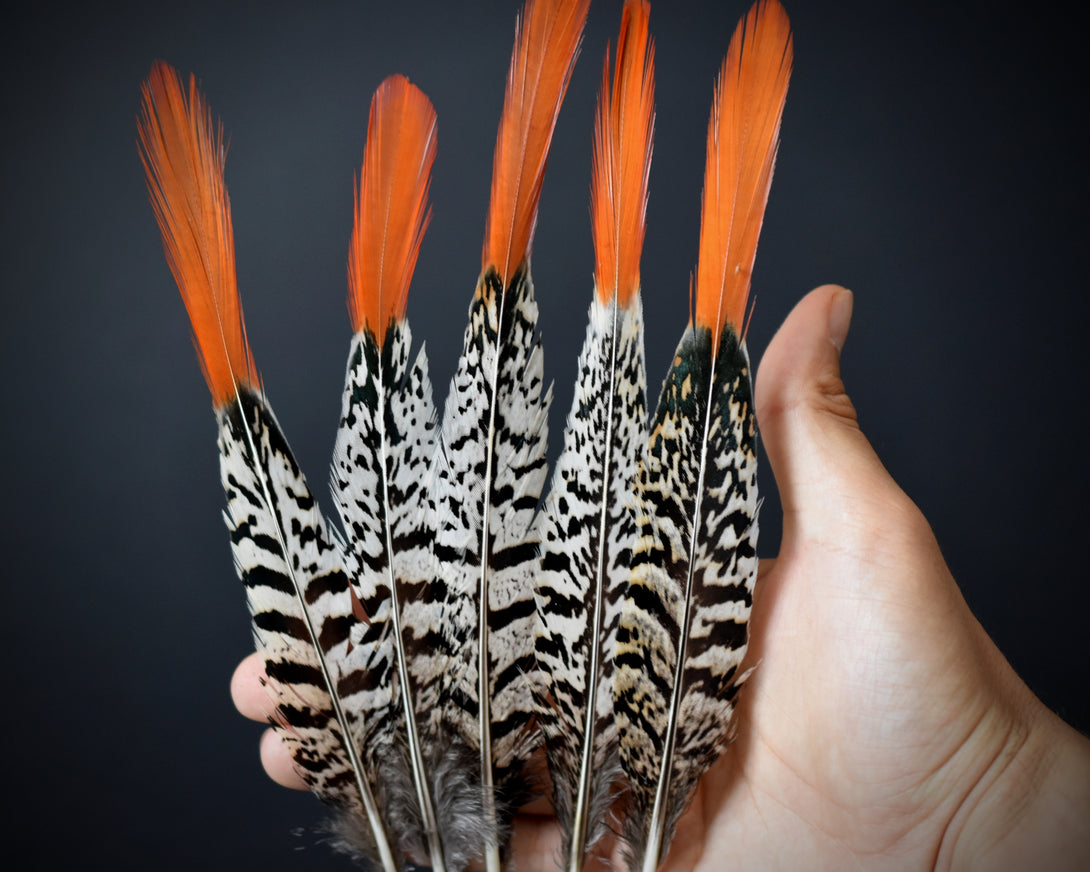 Foto von weißen und orangefarbenen Lady Amherst Fasanfedern 15 bis 20 cm