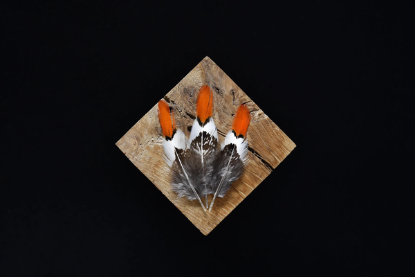 Foto von weißen und orangefarbenen Lady Amherst Fasanfedern 5 bis 7 cm