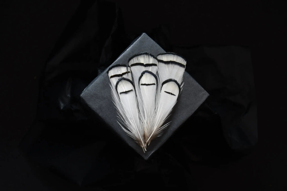 Foto von weißen und schwarzen Lady Amherst Fasanfedern 5 bis 10 cm