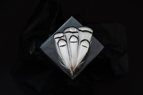 Foto von weißen und schwarzen Lady Amherst Fasanfedern 5 bis 10 cm