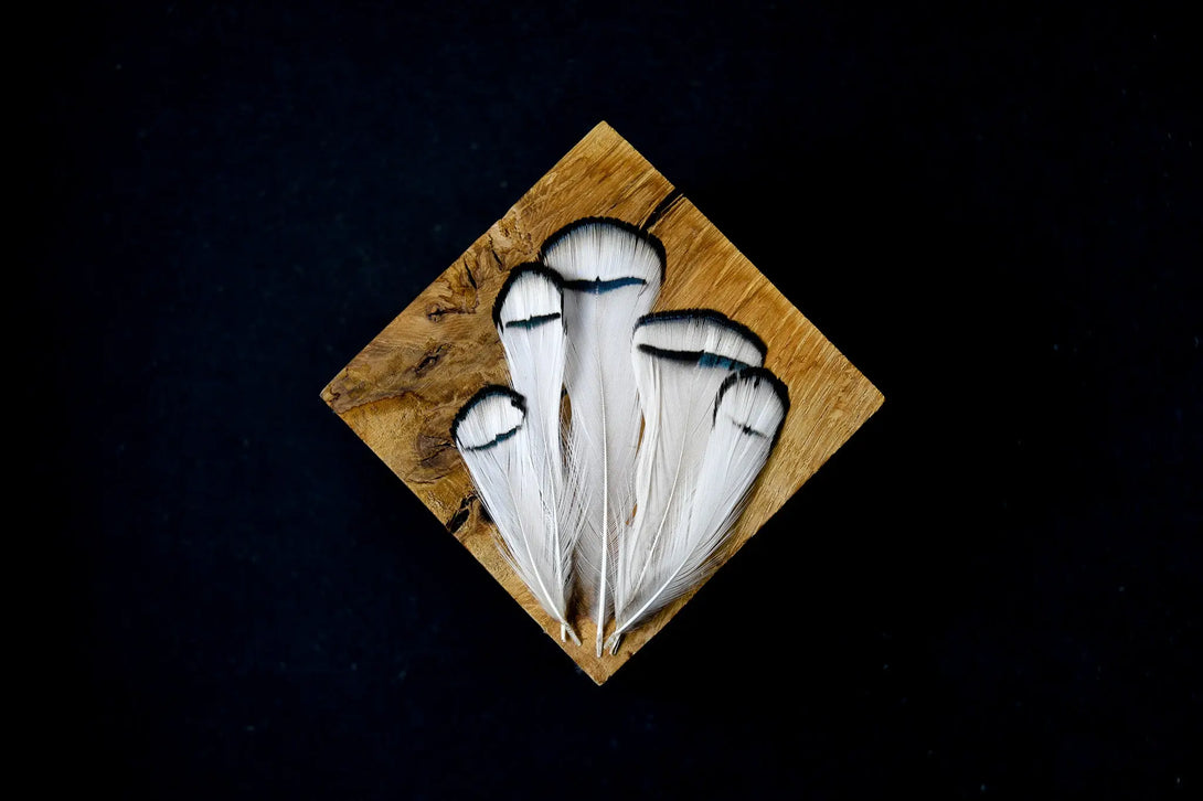 Foto von weißen und schwarzen Lady Amherst Fasanfedern 5 bis 10 cm