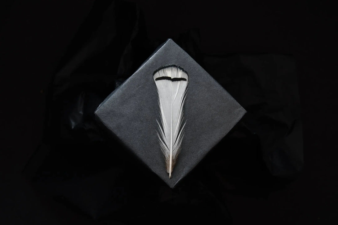 Foto von weißen und schwarzen Lady Amherst Fasanfedern 5 bis 10 cm