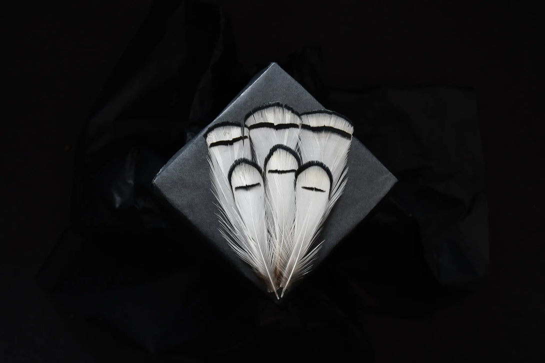 Foto von weißen und schwarzen Lady Amherst Fasanfedern 5 bis 10 cm