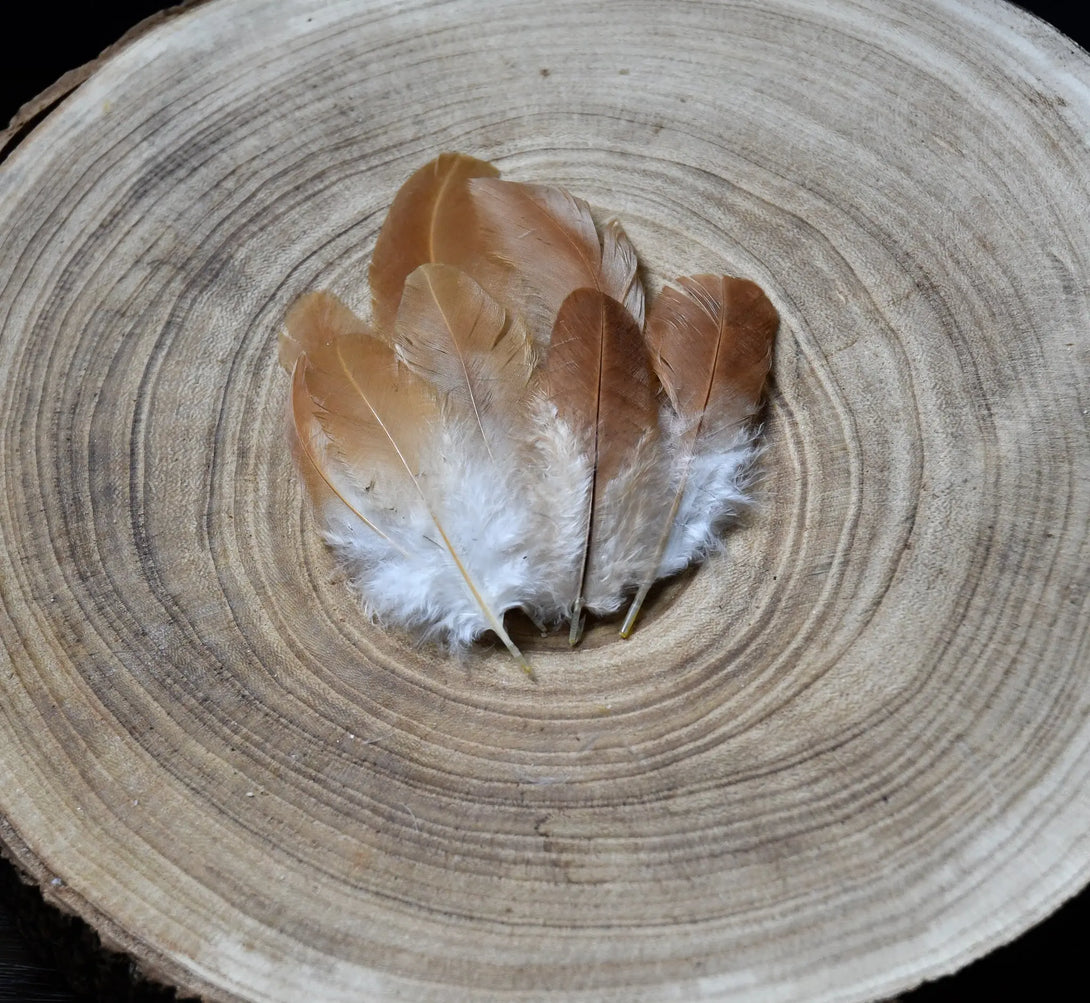 Foto von weißen und orangefarbenen Hühnerfedern 5 bis 10 cm