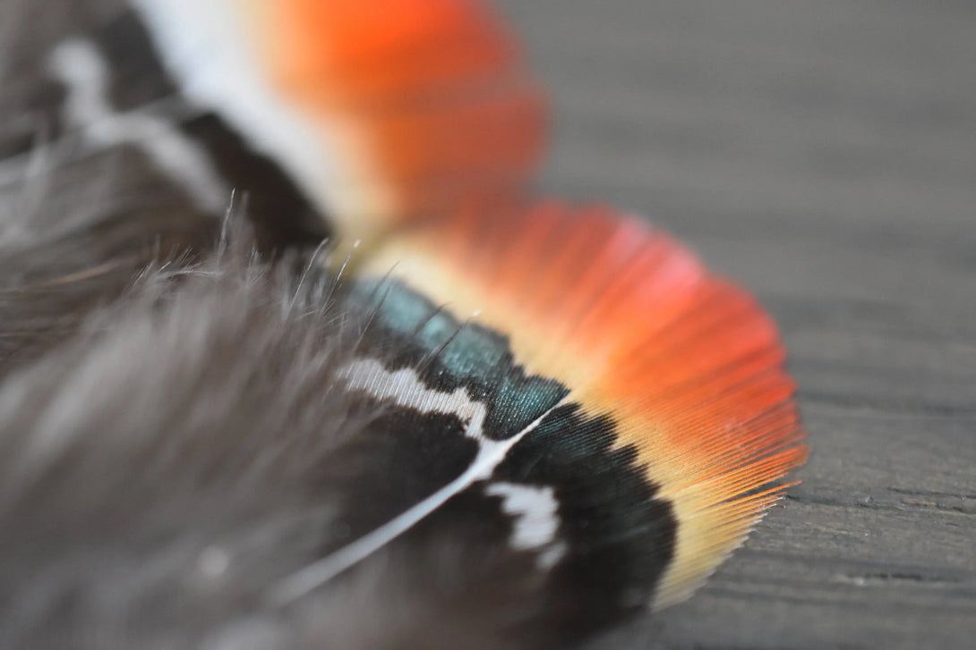 Plumes de faisan de Lady Amherst Plumes Naturelles